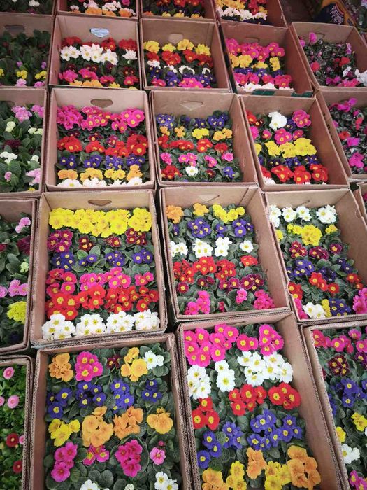 газанія, обріета, маргаритка, квіти оптом, доставка Київ\Троєщина