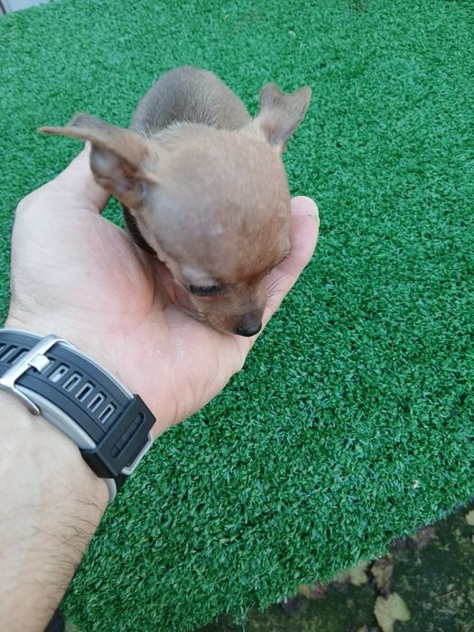 Pinscher  Pinscher