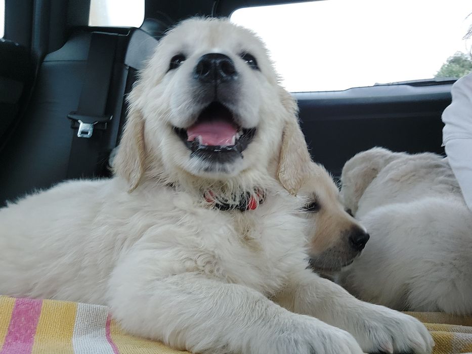 Golden Retriever