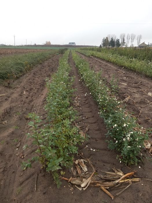 Krzewy śnieśniguliczka biała ,miododajne ,żywopłot