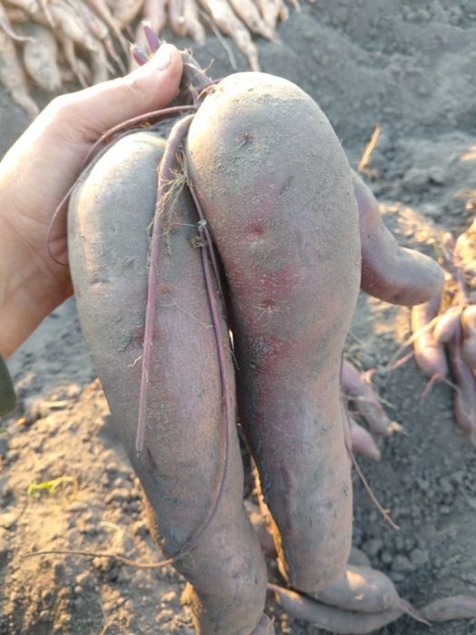 Продам батат  65грн/кг