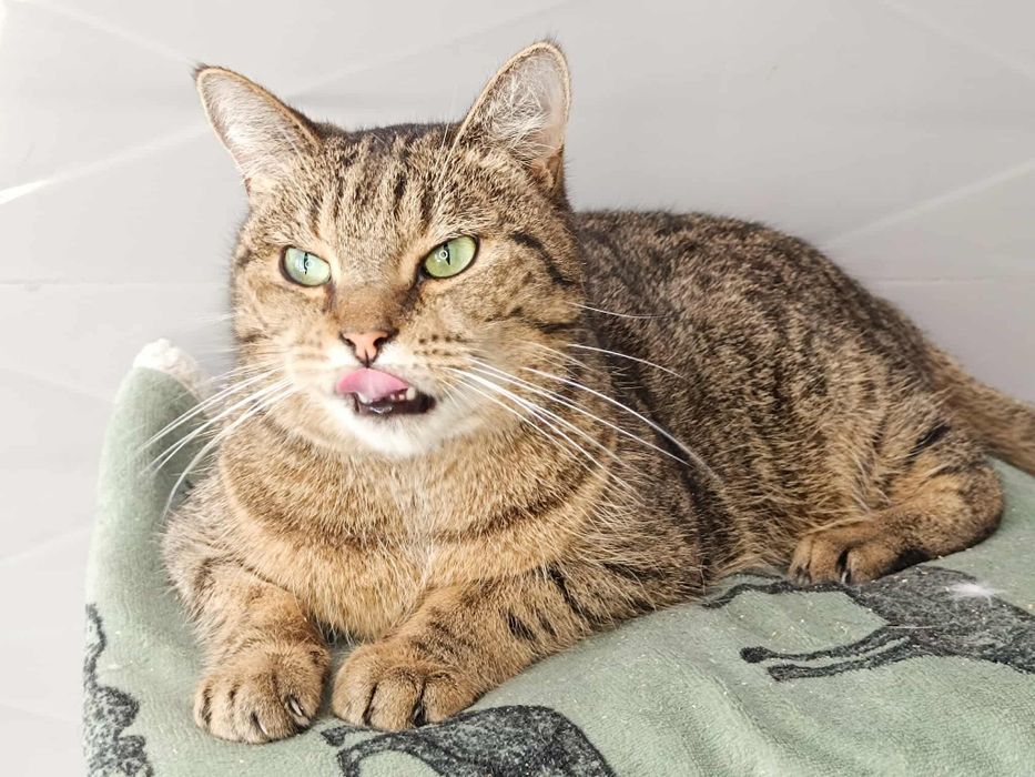 Nieśmiała Dixi rozgląda się za domem!