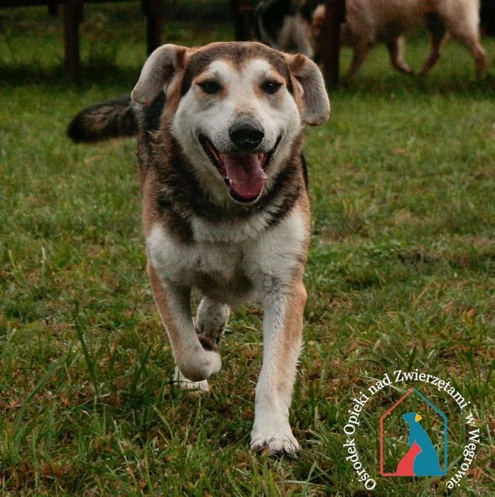 Astro 278/22 - SZUKA DOMU!