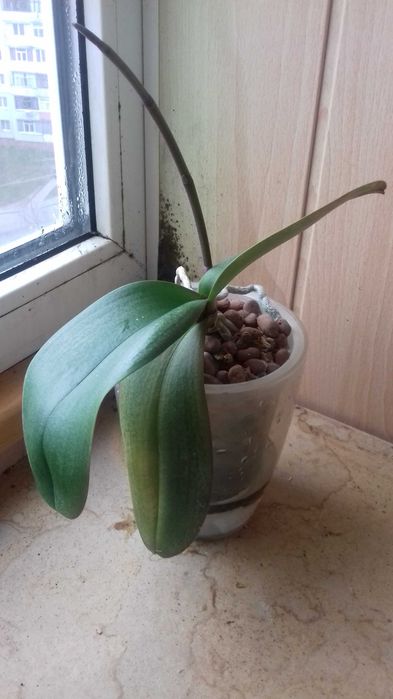 Орхідея з квітконосом