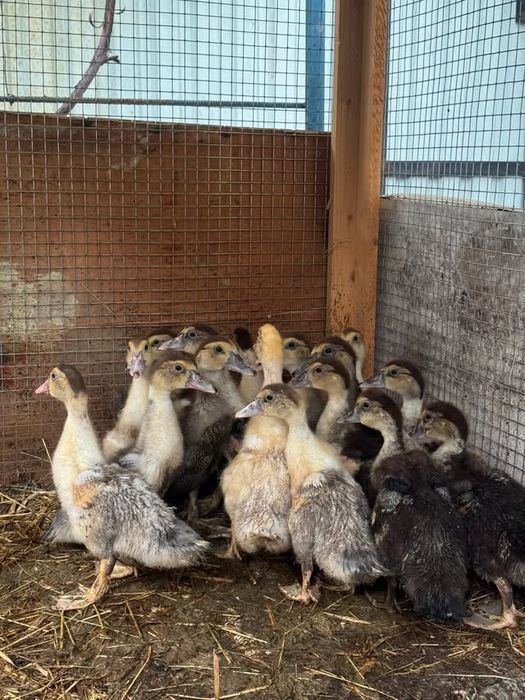 Продам каченята індокачки.качки