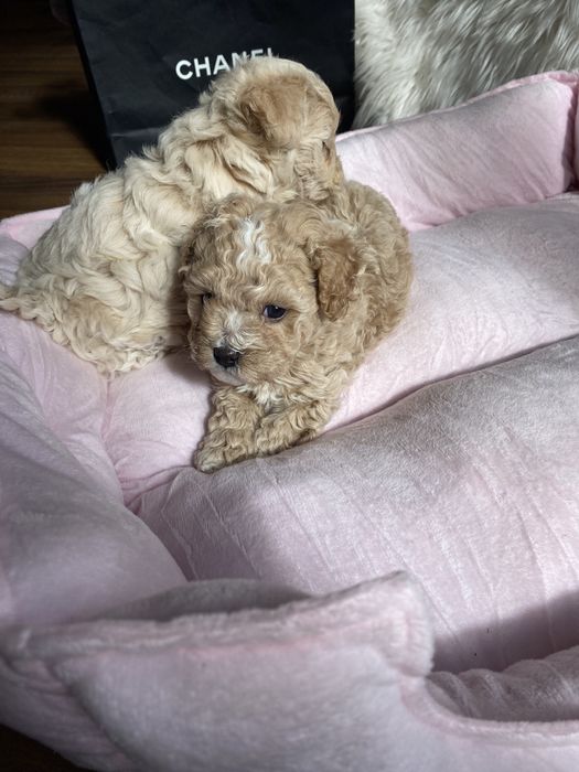 Карамельні красиві мальтипу