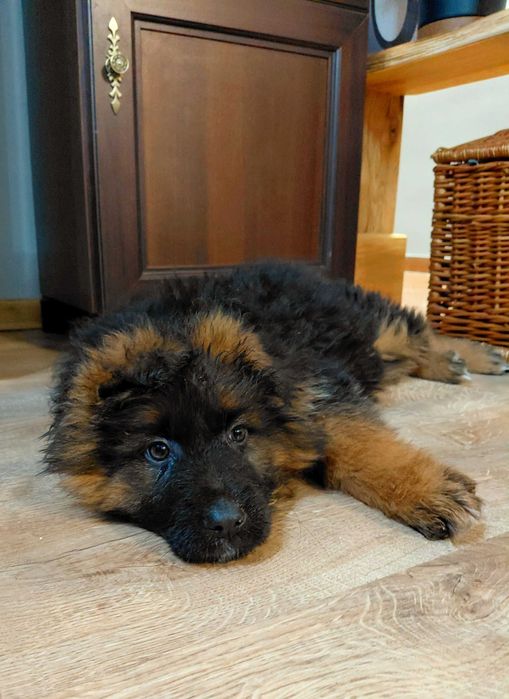 Suczka Szczenię Owczarek Niemiecki Długowłosy