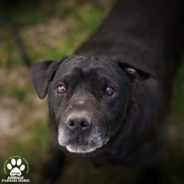 Piękny Vitos szuka domu