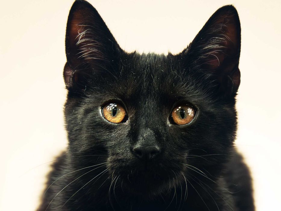 Mirek Zbirek - kochany kociak do wzięcia