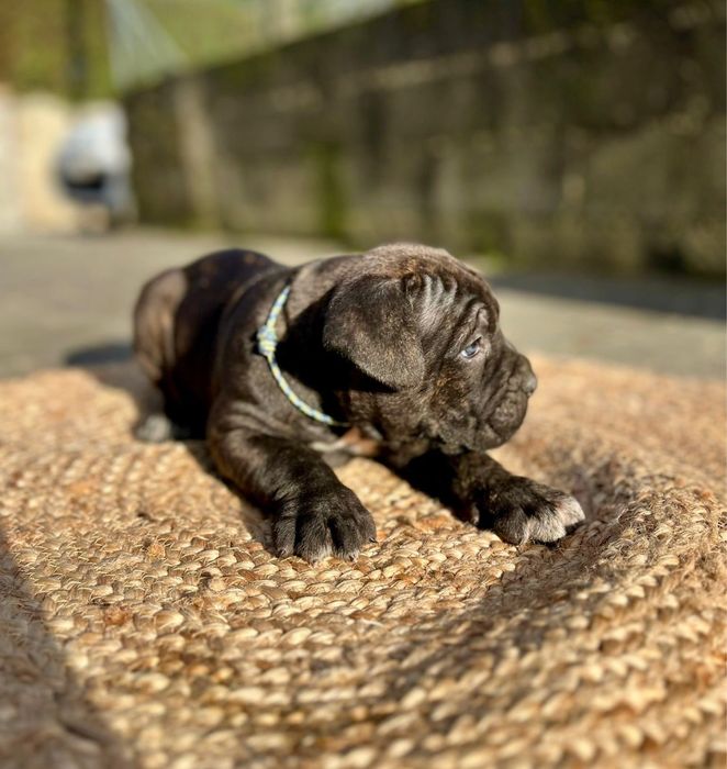 Cane corso maravilhosa