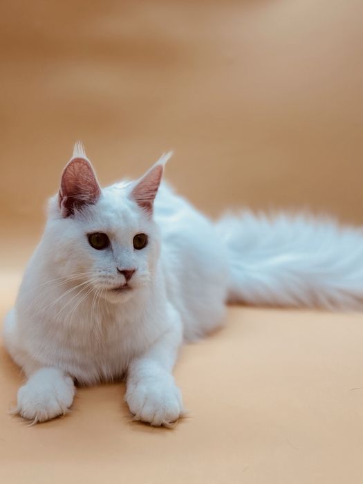 Мейн кун девочка с документами