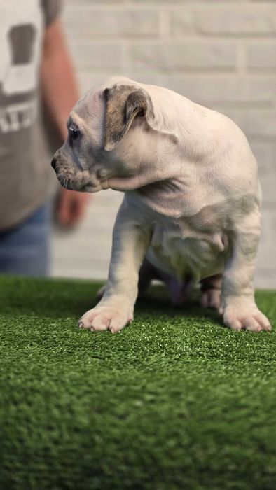 American bully xl