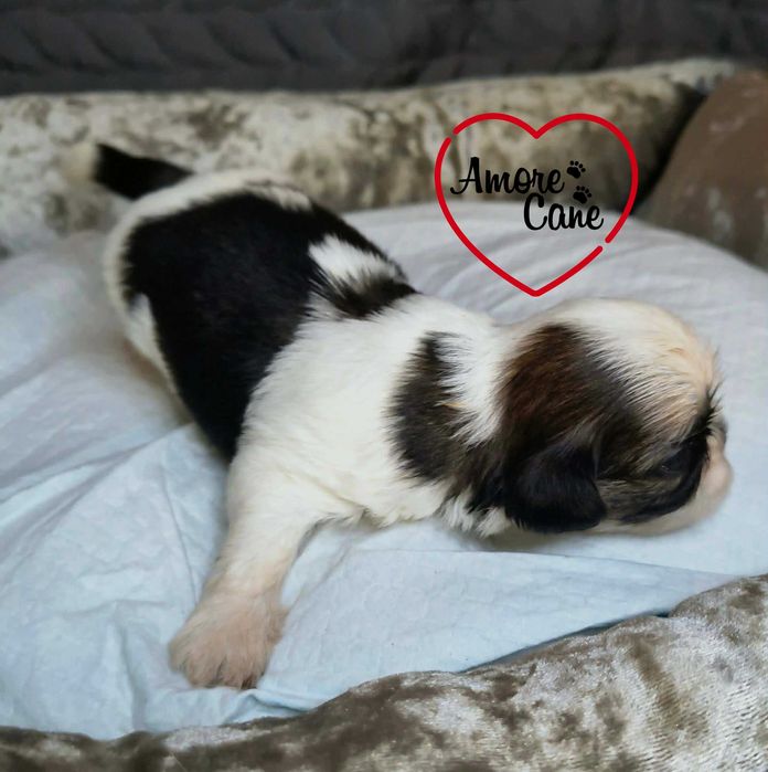 Przepiękny piesek shih-tzu IGO.