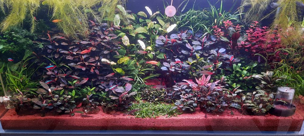 аквариумные растения.