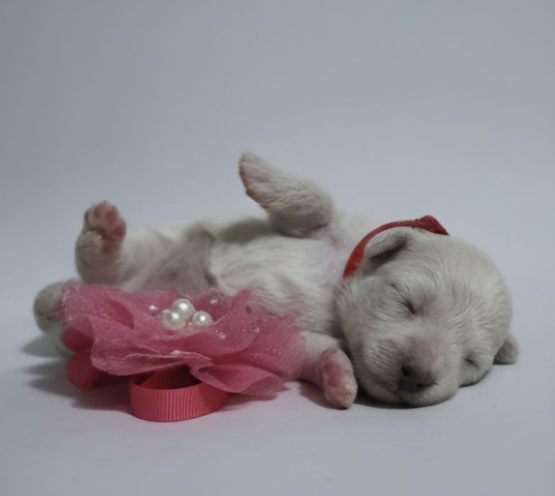 Bichpoo/ pochon suczka bichon frise+pudel toy