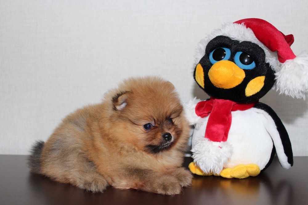 Продам діток Шпіца