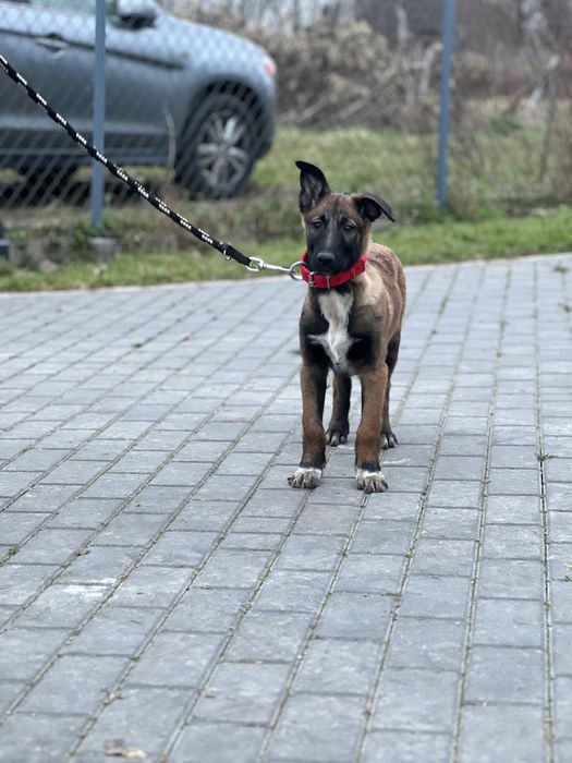 Owczarek belgijski szczeniak