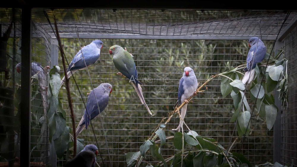 Ringnecks Violetas, Opalinos, CC's (Cleartail),  2025-2026 Ring Neck