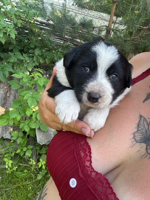 Цуценята німецькоі вівчарки