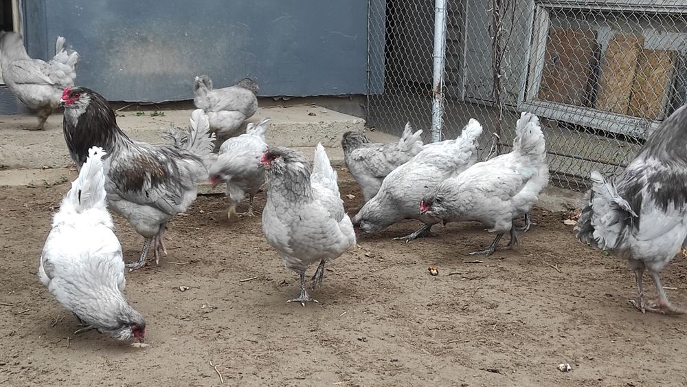 Інкубаційні яйця амераукан, амераукани, амераукана