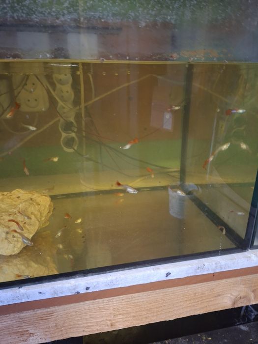 Gupik koi  samce i samce