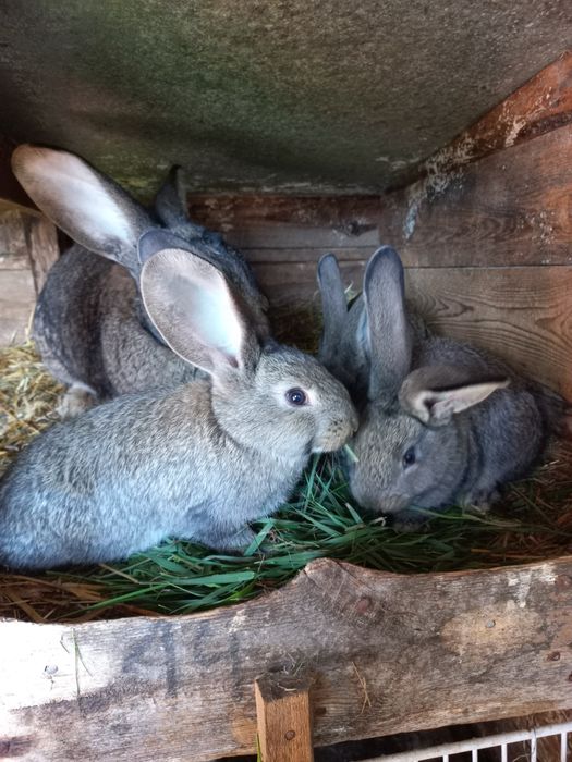 Sprzedam młode króliki