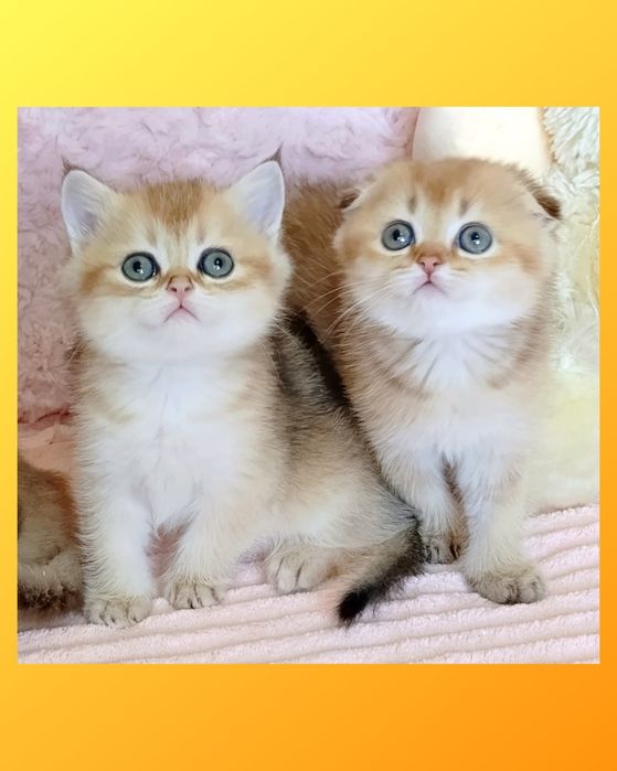 1-Золотая Шоколадная Шиншилла ласковый мальчик+Есть котята