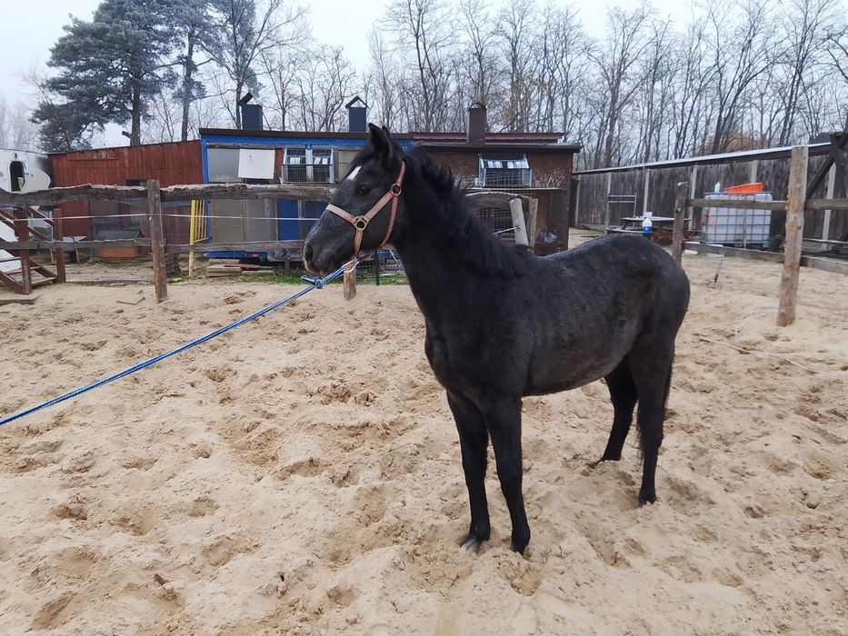 Polski koń sportowy klaczka siwa
