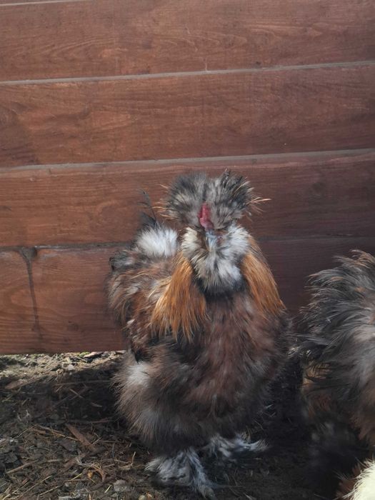 Młode koguty silka jedwabista możliwa zamiana