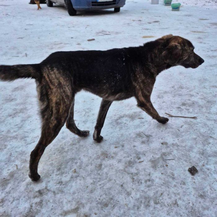 Безкоштовно прилаштовується молодий метис гончака Шиллера