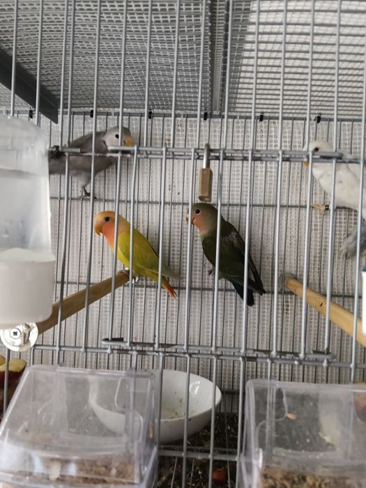 Vendo agraponis deste ano