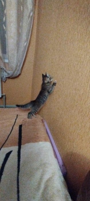 Отдам в добрые руки!!!