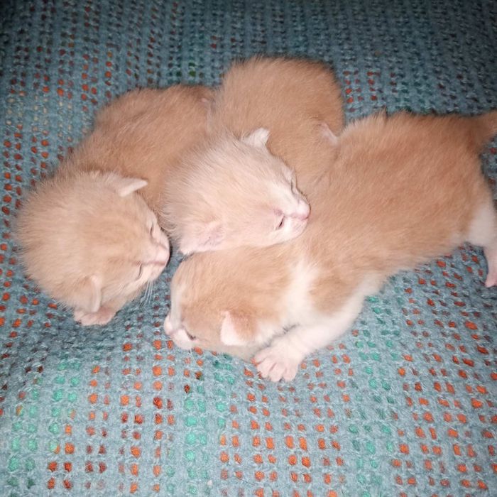 Кошенята,_ в добрі руки