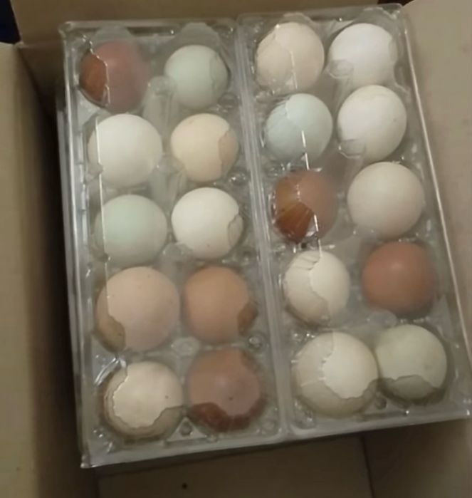 Продам разноцветное столовое яйцо, от белого, до зеленого с голубым