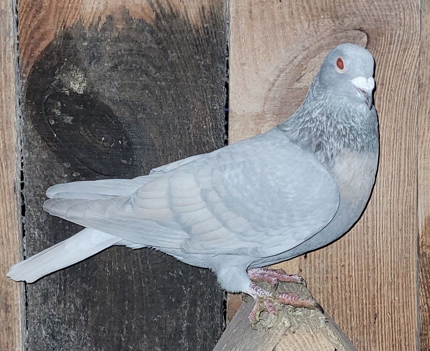 Gołębie pocztowe reduced para