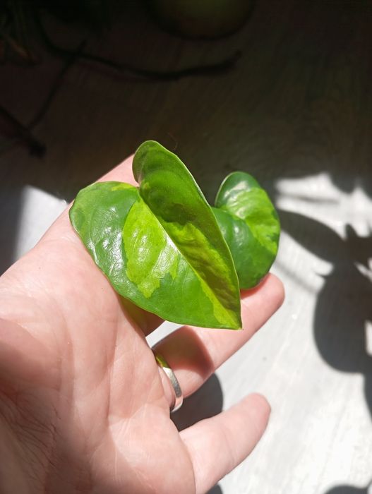 Epipremium global green szczyt