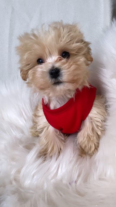 Цуценятка карамельні мальтипу ф1