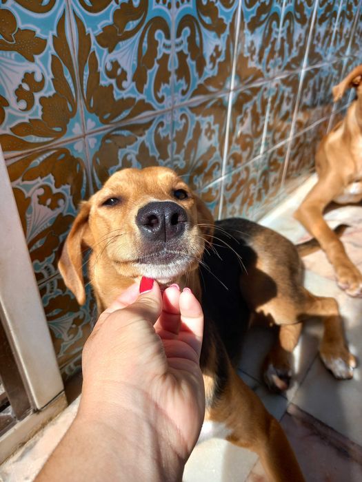 Dois cães para adoção responsável