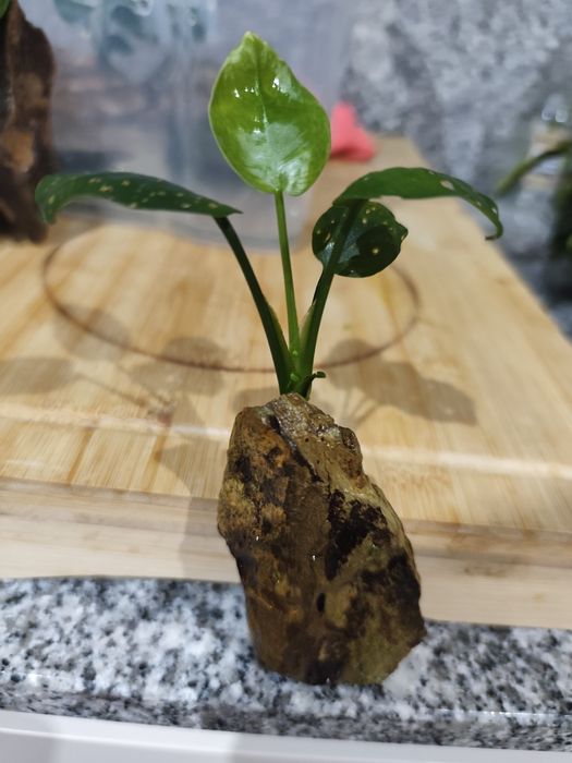 Anubia Dragon Stone ou Tronco Aquário