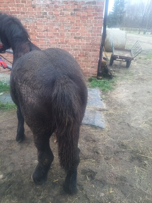 Sprzedam Zrębice pół perszeron