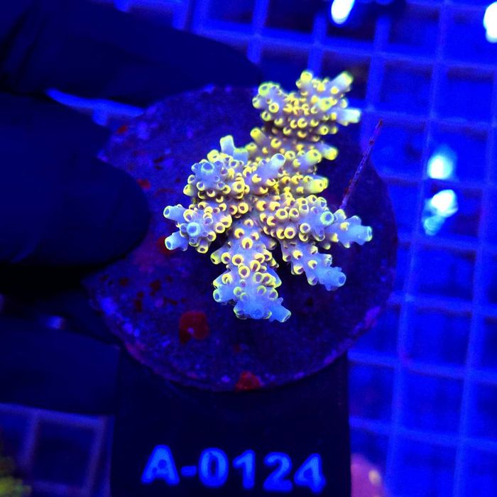 Acropora Pikachu matecznik WYSIWYG #A0124 koralowce SPS