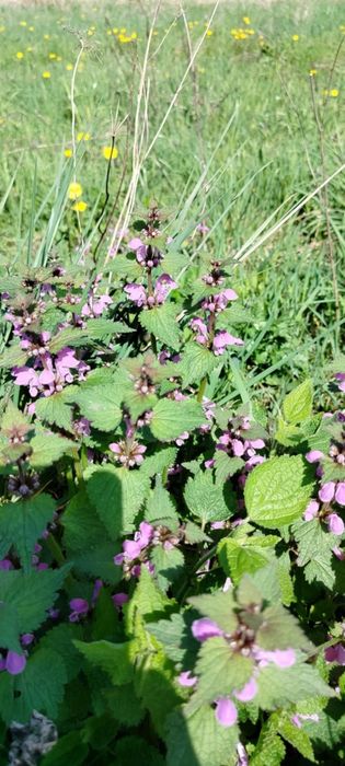 Jasnota purpurowa