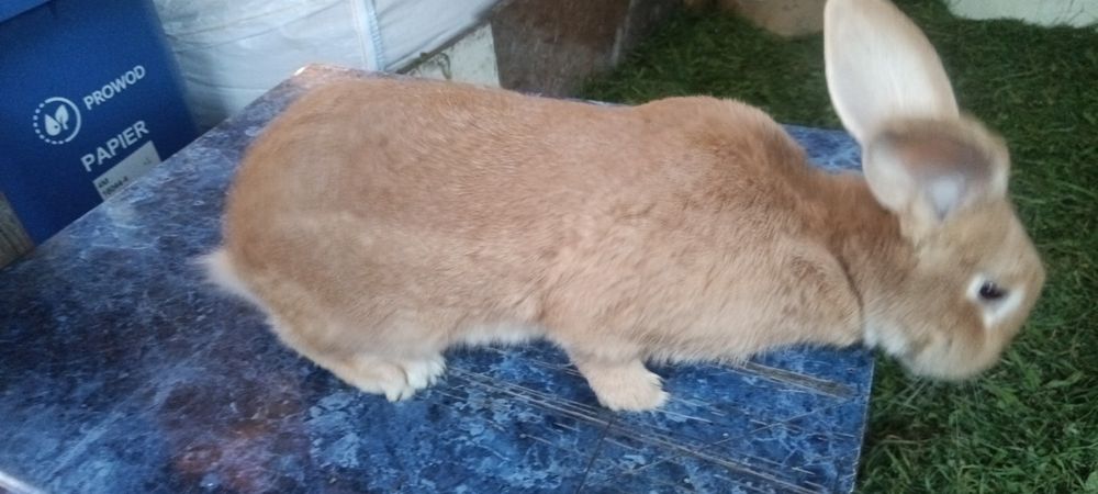 Króliki różne maści