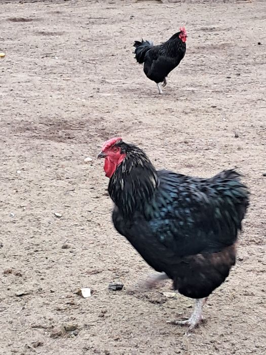 Kury australorp i zielononóżka,  Kogut australorp i mix A. x Wyandotte