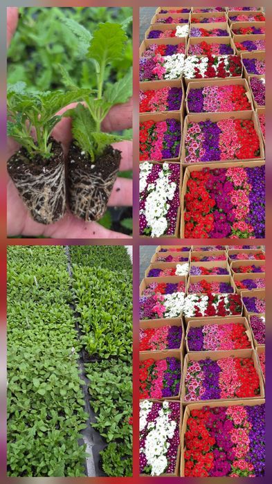 Черенок гвоздики та інших квітів