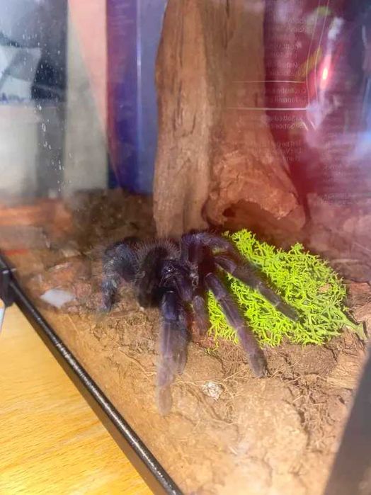 Sprzedam 2 Ptaszniki Pajęczaki