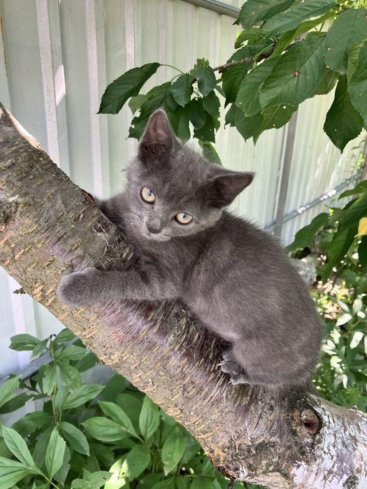 Грайливі Кошенята!!!