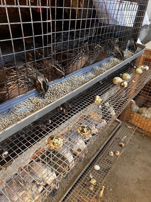 Перепелині яйця