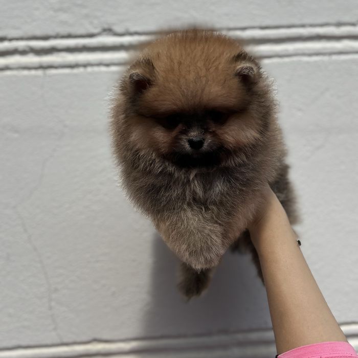 ляльковий Ведмедик шоу классу