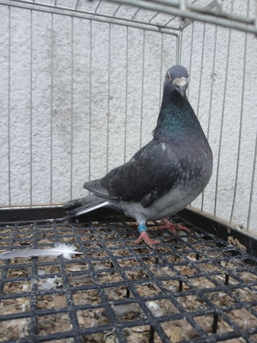 Gołębie pocztowe arden